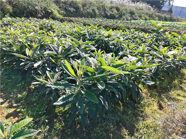 枇杷樹